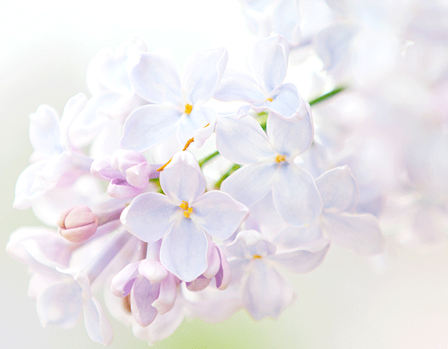 Hosemannstraße 12 Hosemannstraße 12