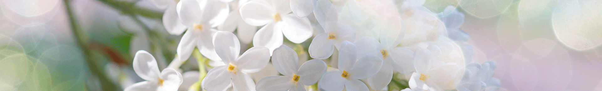 Frühlingsbote Frühlingsbote